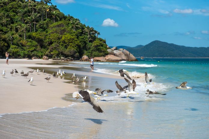 Cuál es la mejor playa de Florianópolis, según la IA