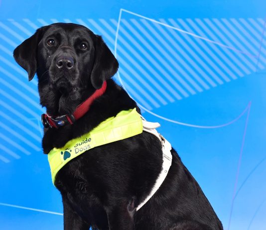 Pickle, la perra guía que acompaña a una deportista paralímpica: confianza y apoyo emocional