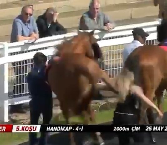 La espeluznante patada de un caballo a una mujer antes de una carrera en un hipódromo: “Accidente desafortunado”