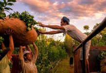 Misiones exigió triplicar el precio de la yerba en medio de pujas entre ganadores y perdedores del modelo