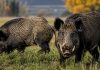 Río Negro impulsa una ley para habilitar la venta de carne de jabalí y guanaco en el mercado formal