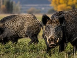Río Negro impulsa una ley para habilitar la venta de carne de jabalí y guanaco en el mercado formal