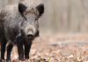 Río Negro aprobó un régimen para comercializar carne de fauna silvestre, qué especies quedarían incluidas