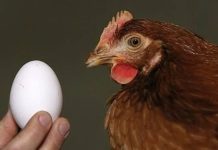 La inteligencia artificial resolvió el misterio: ¿primero fue el huevo o la gallina?