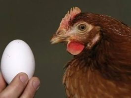 Le preguntaron a la inteligencia artificial qué fue primero, si el huevo o la gallina, y su respuesta fue contundente